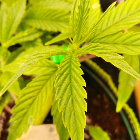 AK-47 growlog timeline photo