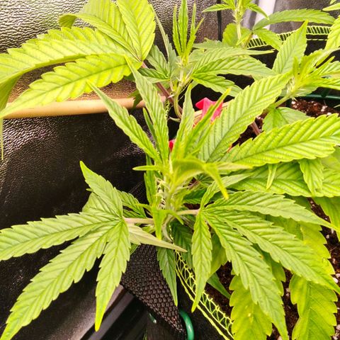 AK-47 growlog timeline photo