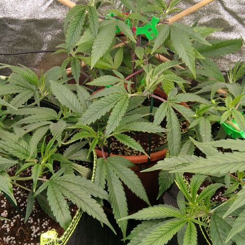 AK-47 growlog timeline photo