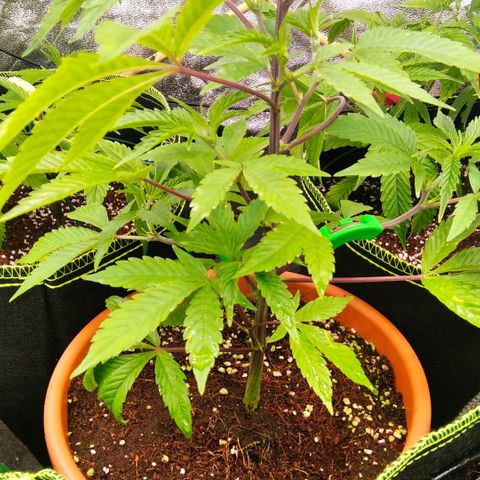 AK-47 growlog timeline photo