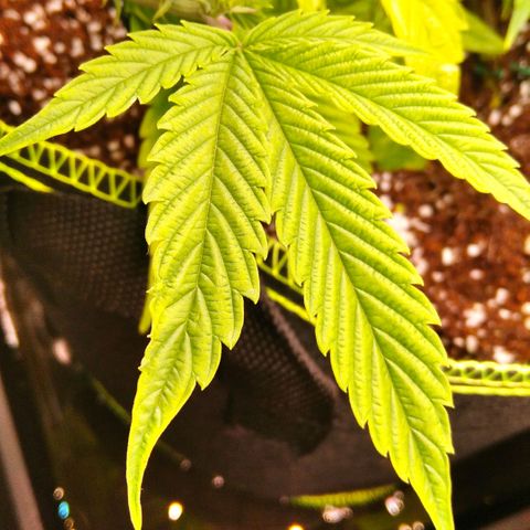 AK-47 growlog timeline photo