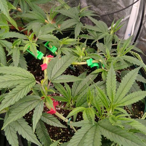 AK-47 growlog timeline photo