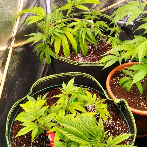 AK-47 growlog timeline photo