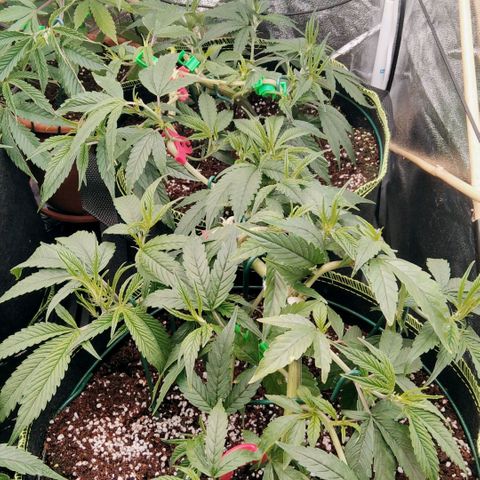 AK-47 growlog timeline photo