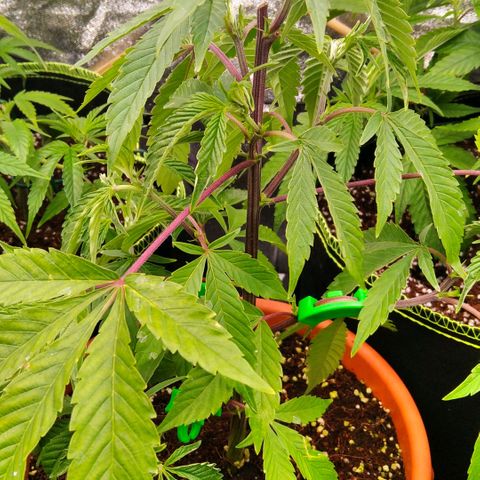 AK-47 growlog timeline photo