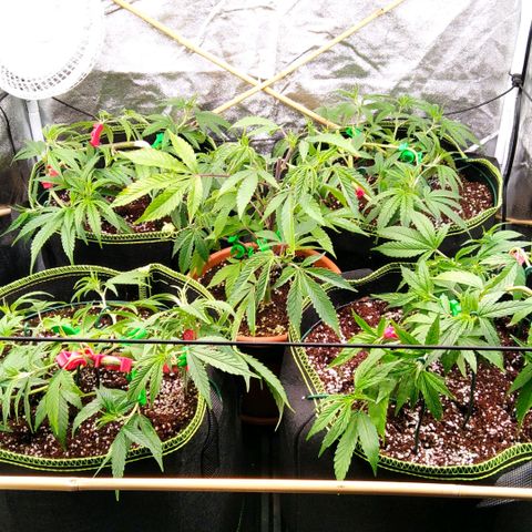 AK-47 growlog timeline photo