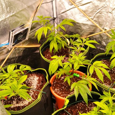 AK-47 growlog timeline photo