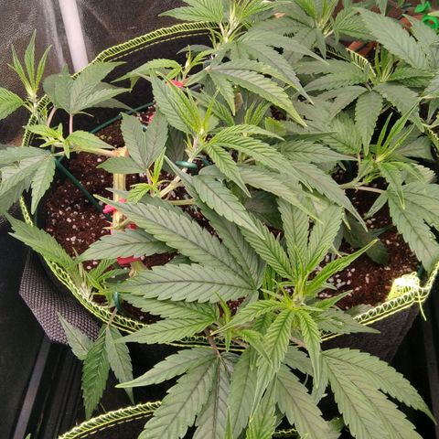 AK-47 growlog timeline photo