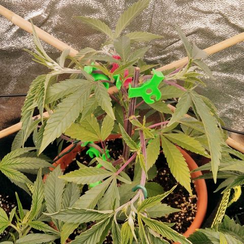 AK-47 growlog timeline photo