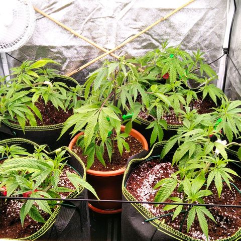 AK-47 growlog timeline photo