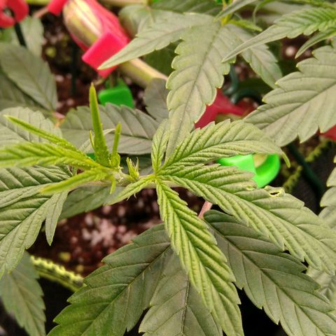 AK-47 growlog timeline photo