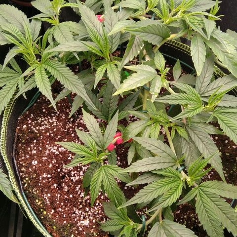 AK-47 growlog timeline photo