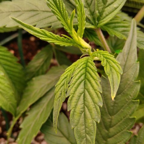 AK-47 growlog timeline photo