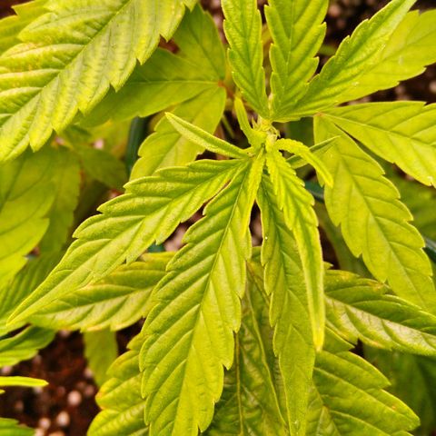 AK-47 growlog timeline photo