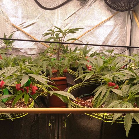 AK-47 growlog timeline photo