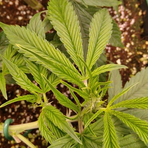 AK-47 growlog timeline photo