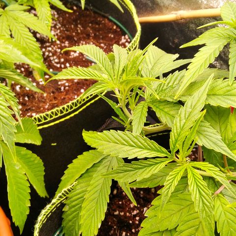 AK-47 growlog timeline photo