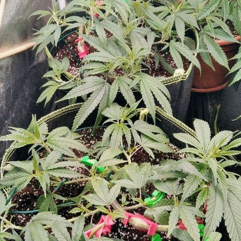 AK-47 growlog timeline photo