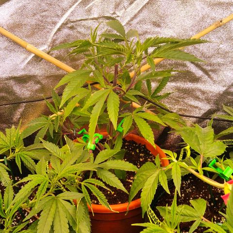 AK-47 growlog timeline photo