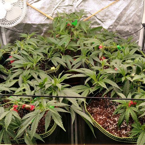AK-47 growlog timeline photo
