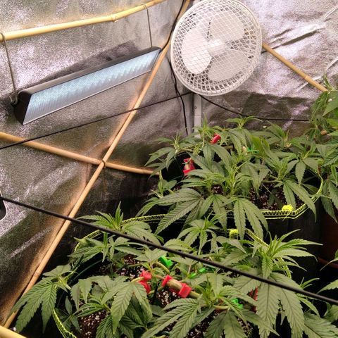 AK-47 growlog timeline photo