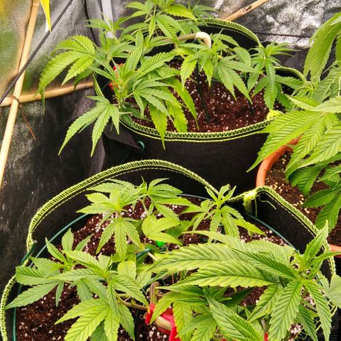 AK-47 growlog timeline photo