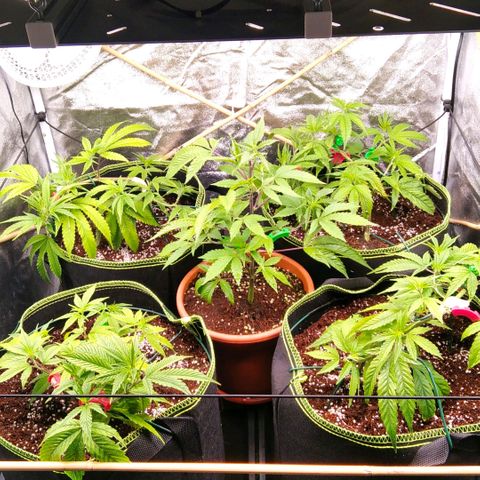 AK-47 growlog timeline photo