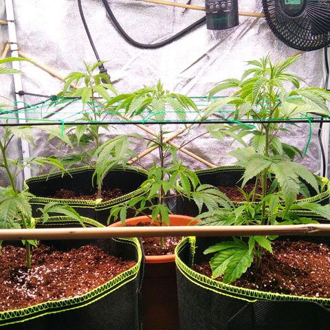 AK-47 growlog timeline photo