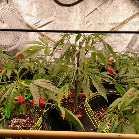 AK-47 growlog timeline photo