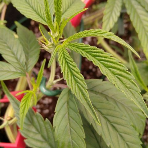 AK-47 growlog timeline photo