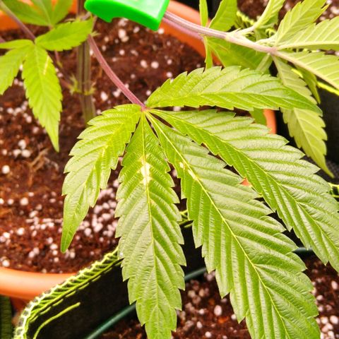 AK-47 growlog timeline photo