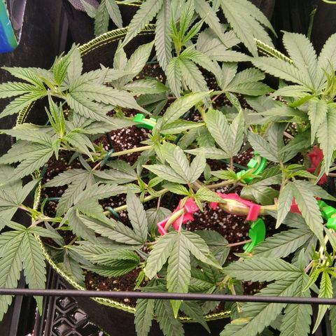 AK-47 growlog timeline photo