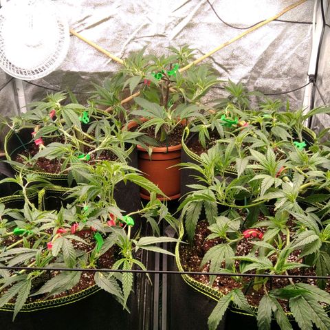 AK-47 growlog photo: Vor & nach entlaubung