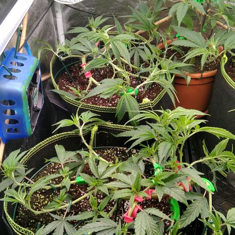 AK-47 growlog photo: Vor & nach entlaubung