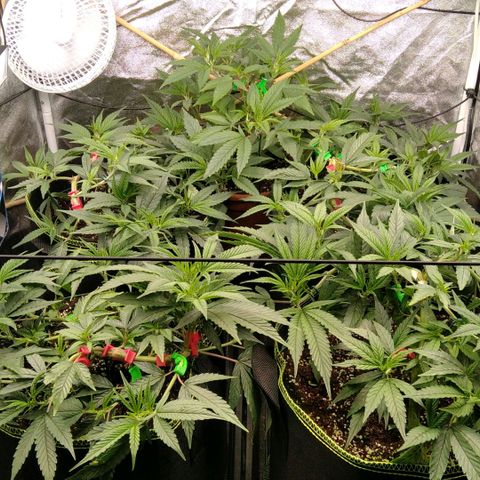 AK-47 growlog photo: Vor & nach entlaubung
