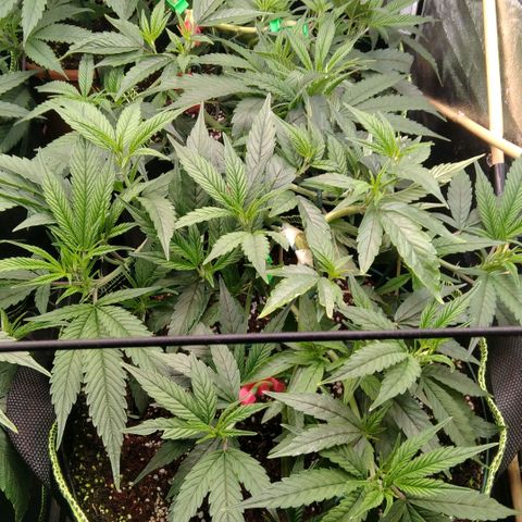 AK-47 growlog photo: Vor & nach entlaubung