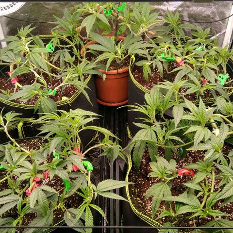 AK-47 growlog photo: Vor & nach entlaubung