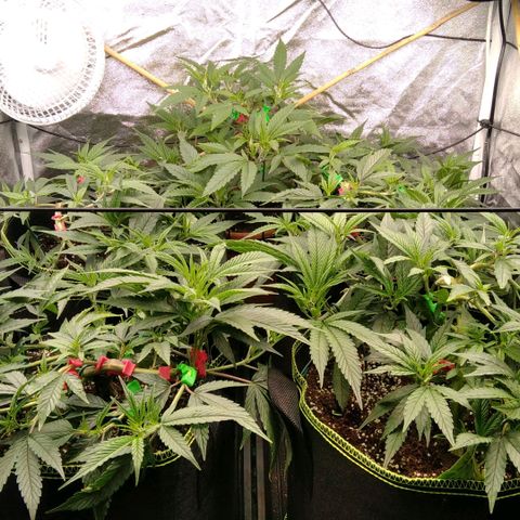 AK-47 growlog photo: Vor & nach entlaubung