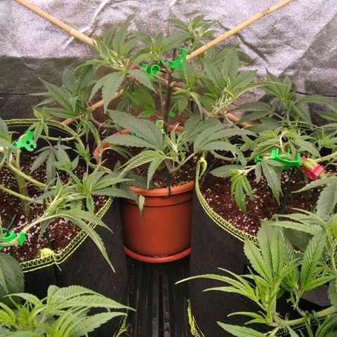 AK-47 growlog photo: Vor & nach entlaubung