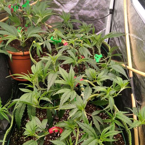 AK-47 growlog photo: Vor & nach entlaubung