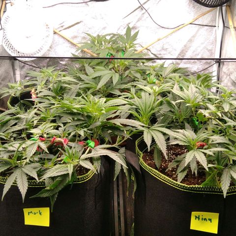 AK-47 growlog photo: Vor & nach entlaubung
