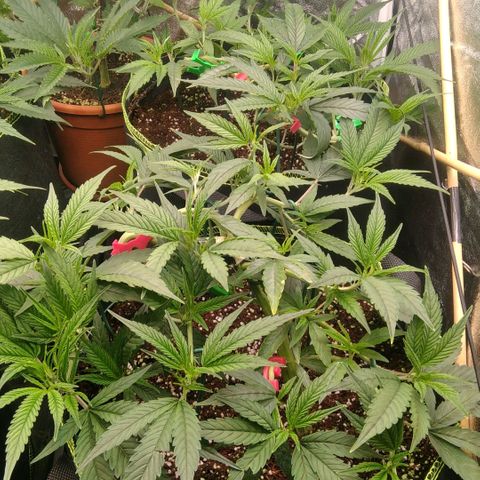 AK-47 growlog timeline photo