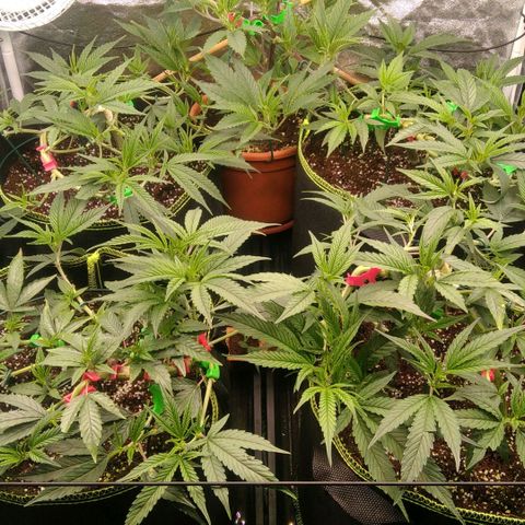 AK-47 growlog timeline photo