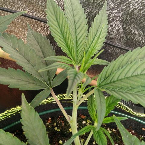 AK-47 growlog timeline photo