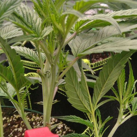 AK-47 growlog timeline photo