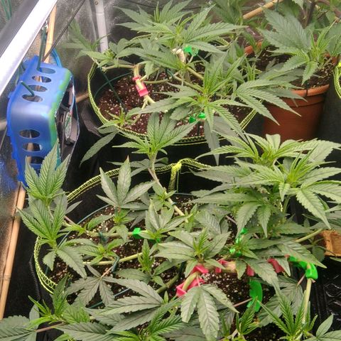 AK-47 growlog timeline photo