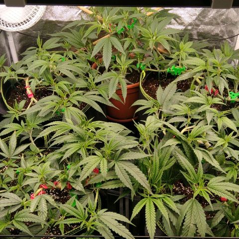 AK-47 growlog timeline photo