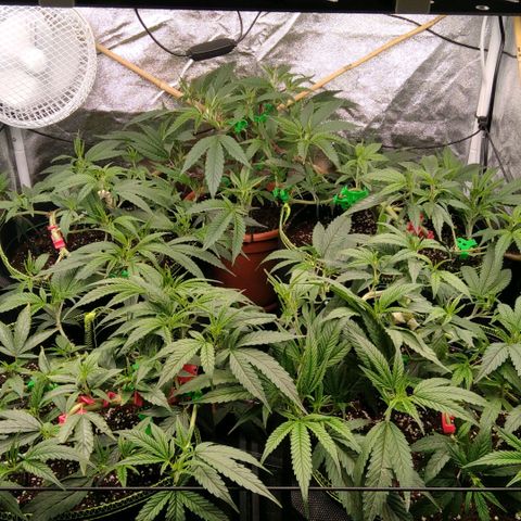 AK-47 growlog timeline photo