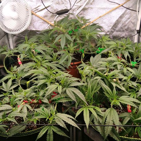 AK-47 growlog timeline photo