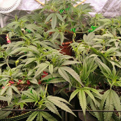 AK-47 growlog timeline photo